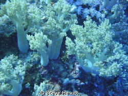 Taken of Elphinstone South Red Sea 2011 by Steve Hewitt 